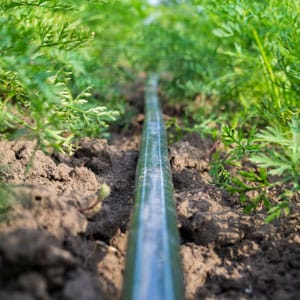 Tape Drip Irrigation On A Carrot Plantation.